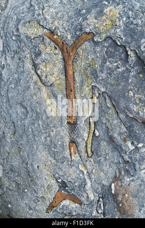 Versteinerte Ast im Karbon Kalkstein an der Küste von Northumberland Stockfoto