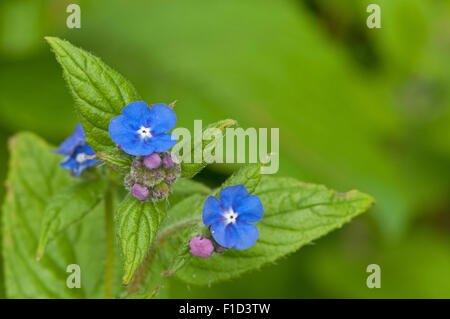 Grün Alkanet in Blüte Stockfoto