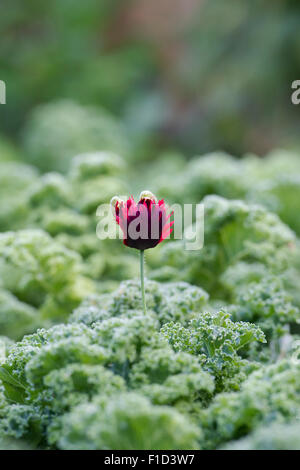 Fransen Papaver Somniferum Mohn wächst zwischen Grünkohl in einen englischen Garten Stockfoto