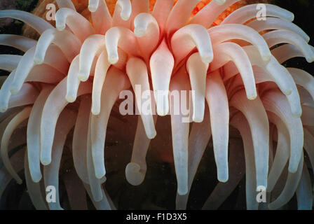 Tentakel der nördlichen roten Anemone (Tealia Crassicornis oder Urticina Felina), offene und Fallenstellen Plankton, Deer Island, Bucht von Fonds Stockfoto