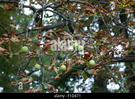 Braune und Welke Blätter der krank aussehende Rosskastanie Baum Stockfoto