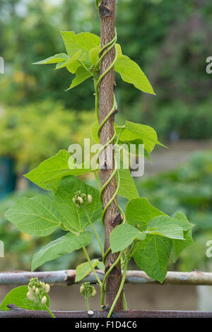 Phaseolus Coccineus. Runner Bean "Moonlight" um einen Hasel Stock in einen englischen Garten wachsen Stockfoto