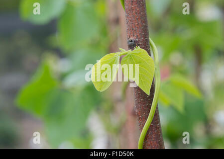 Phaseolus Coccineus. Runner Bean "Moonlight" um einen Hasel Stock in einen englischen Garten wachsen Stockfoto