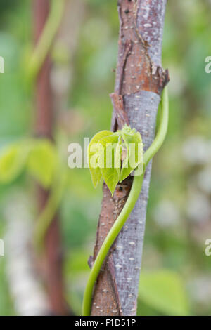 Phaseolus Coccineus. Runner Bean "Moonlight" um einen Hasel Stock in einen englischen Garten wachsen Stockfoto