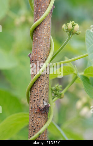 Phaseolus Coccineus. Runner Bean "Moonlight" um einen Hasel Stock in einen englischen Garten wachsen Stockfoto