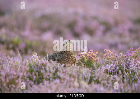 Moorschneehühner unter Heather auf die Yorkshire Moors. Stockfoto