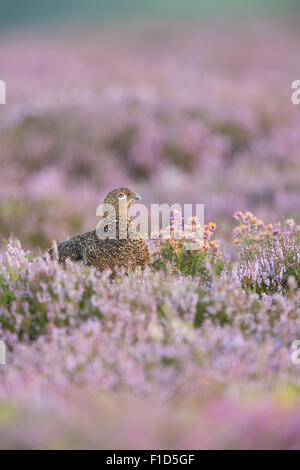 Juvenile Moorschneehühner unter Heather auf die Yorkshire Moors. Stockfoto