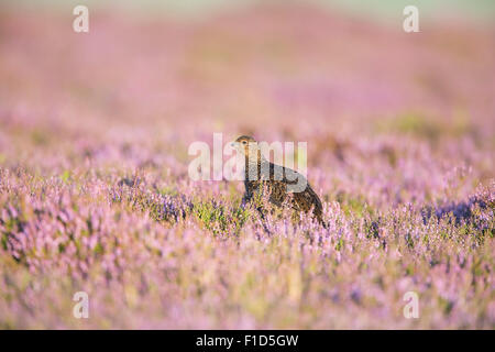 Juvenile Moorschneehühner unter Heather im Yorkshire Moor im Abendlicht Stockfoto