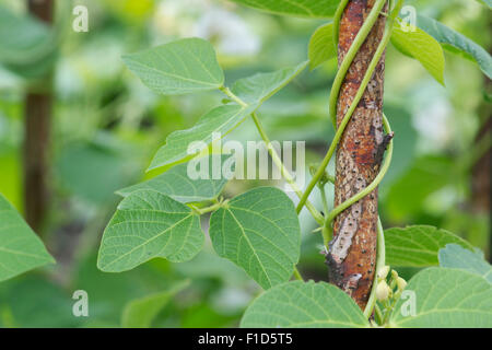 Phaseolus Coccineus. Runner Bean "Moonlight" um einen Hasel Stock in einen englischen Garten wachsen Stockfoto