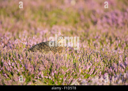 Juvenile Moorschneehühner unter Heather auf die Yorkshire Moors im Morgenlicht. Stockfoto