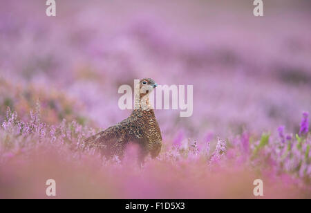 Moorschneehühner unter Heidekraut blühen im August auf den Yorkshire Moors. Stockfoto