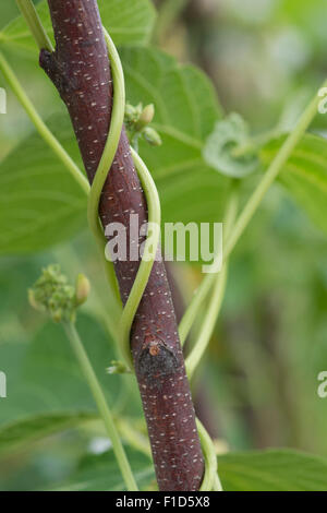 Phaseolus Coccineus. Runner Bean "Moonlight" um einen Hasel Stock in einen englischen Garten wachsen Stockfoto