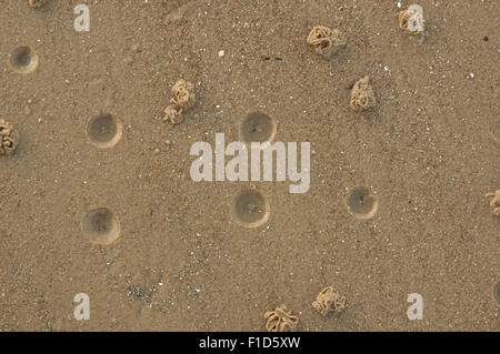 Wattwurm gräbt am Strand von Nairn Stockfoto