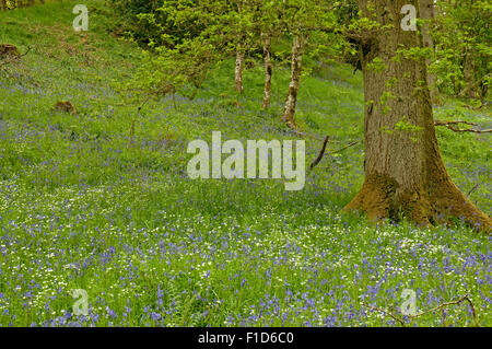 Eichenwälder mit einem Teppich aus Glockenblumen und größere Stitchwort Stockfoto