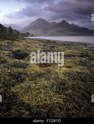 Die fünf Schwester von Kintain gesehen von der Küste von Loch Duich Inverinite, Kintail, Schottland, UK Stockfoto