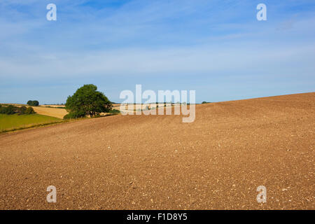 Neu angebaut und gesäten Ackerfläche in der Agrarlandschaft die Yorkshire Wolds im August. Stockfoto