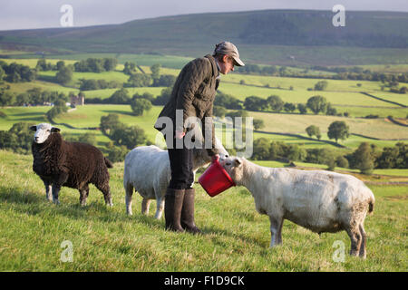 Adele Chambers speist ihre Schafe auf ihrer Farm in Bainbridge, North Yorkshire, Ängste wachsen unter den Bauern in der Gegend über den Aufstieg der Schafe Rascheln Stockfoto