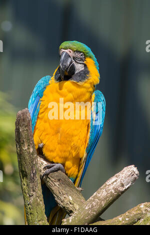 Blau-gelbe Ara thront auf einem Ast Stockfoto