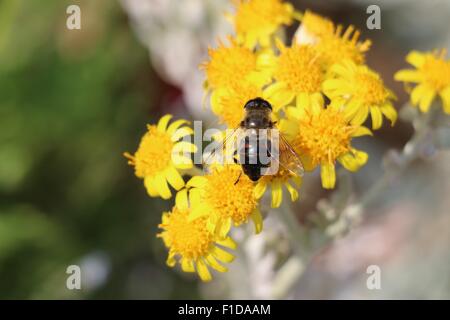 Drohne fliegen oder europäischen Hoverfly, Eristalis Tenax, auf gemeinsamen gelbe Kreuzkraut Blumen, Senecio jacobaea Stockfoto