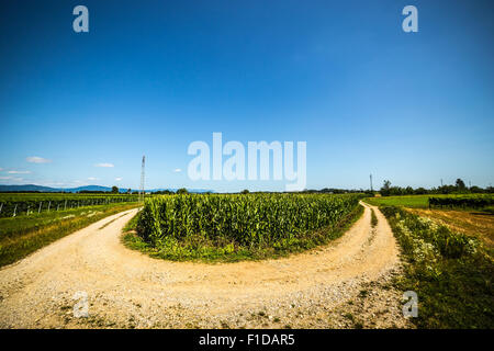 Landstraße zwischen Feldern in Italien Stockfoto