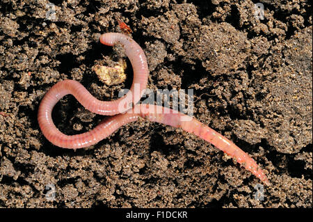 Gemeinsamen Regenwurm (Lumbricus Terrestris) am Boden Stockfoto