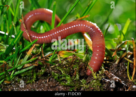 Gemeinsamen Regenwurm / BVG Wurm (Lumbricus Terrestris) Graben in den Boden im Garten Rasen Stockfoto