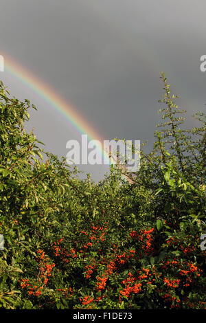 Epsom, Surrey, UK. 1. September 2015. Nach einem sehr schweren Regenschauer erschien ein herrlicher doppelten Regenbogen in Epsom, Surrey. Mit den roten Beeren von einem Strauch Pyracantha gesehen. Bildnachweis: Julia Gavin UK/Alamy Live-Nachrichten Stockfoto