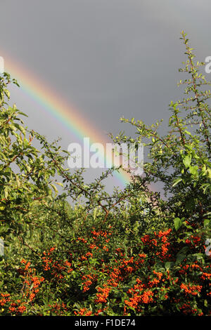 Epsom, Surrey, UK. 1. September 2015. Nach einem sehr schweren Regenschauer erschien ein herrlicher doppelten Regenbogen in Epsom, Surrey. Mit den roten Beeren von einem Strauch Pyracantha gesehen. Bildnachweis: Julia Gavin UK/Alamy Live-Nachrichten Stockfoto