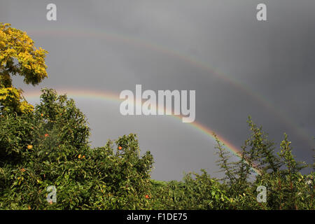 Epsom, Surrey, UK. 1. September 2015. Nach einem sehr schweren Regenschauer erschien ein herrlicher doppelten Regenbogen in Epsom, Surrey. Bildnachweis: Julia Gavin UK/Alamy Live-Nachrichten Stockfoto