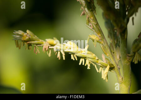 Mais-Blume wächst auf dem Mais-Grundstück an einem der Londoner Kleingärten, England Stockfoto