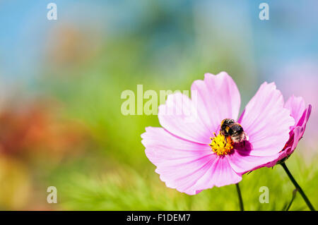 Gemeinsamen Bumblebee sammeln Pollen von rosa Cosmos Blume bei Zuteilung von London, England Stockfoto