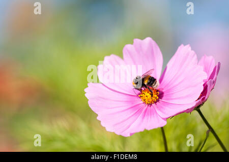 Gemeinsamen Bumblebee sammeln Pollen von rosa Cosmos Blume bei Zuteilung von London, England Stockfoto