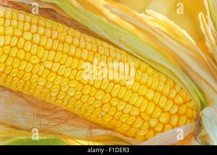 Corn Cob am Ohr in Ernte bereit Maisfeld, Nahaufnahme mit selektiven Fokus Stockfoto