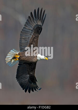 Weißkopfseeadler im Flug mit Fisch Stockfoto
