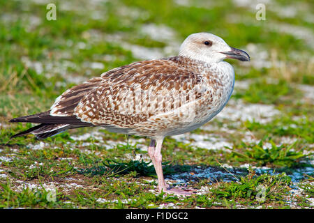 Juvenile große schwarz-unterstützte Möve Stockfoto