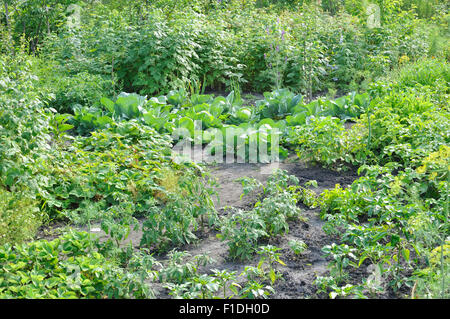 verschiedene Gemüse biologisch angebaut Stockfoto