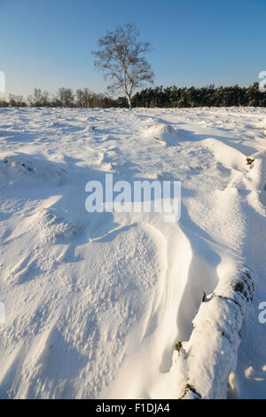 Die starken Winde haben schöne Formen im Schnee, Schneeverwehungen auf dem Moor mit einer Birke geschaffen. Veluwe, Niederlande Stockfoto