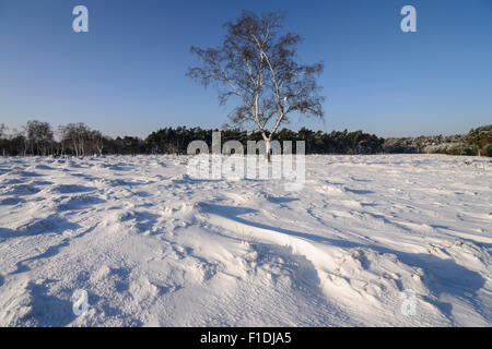 Die starken Winde haben schöne Formen im Schnee, Schneeverwehungen auf dem Moor mit einer Birke geschaffen. Veluwe, Niederlande Stockfoto