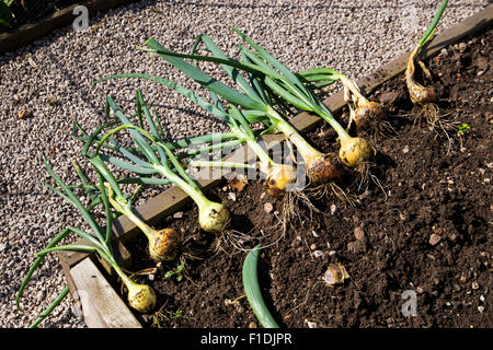 Zwiebeln auf Boden zum Trocknen nach der Ernte von Betten im Hausgarten angesprochen wo sie angebaut wurden angelegt. Stockfoto