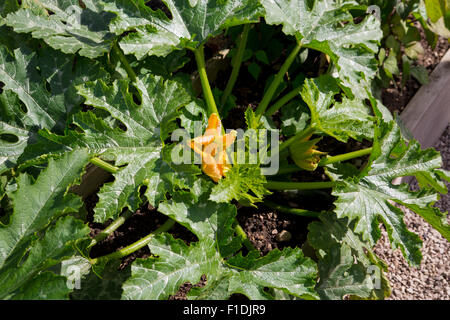 Stock Fotografie eine große Zucchini Pflanze mit großen, grünen Blätter, Blüten und bilden neue Gemüse. Stockfoto