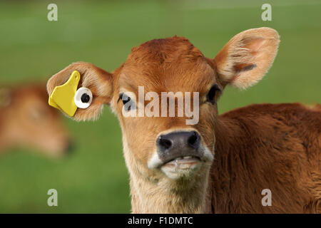 Niedliche Jersey Kalb auf einem Bauernhof Westküste, Neuseeland Stockfoto