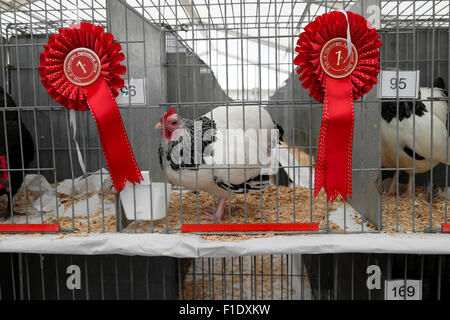 1. Preis gewinnen red ribbon am Käfig mit Licht Sussex henne Huhn an Glamorgan Agricultural Show in der Nähe von Cardiff in Wales, UK KATHY DEWITT Stockfoto