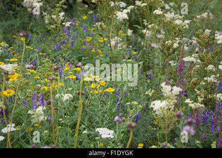 Wiesenblumen im Arundel Wildfowl und Wetland Reserve Stockfoto