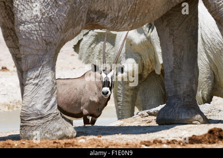 Oryx fotografiert zwischen den Beinen eines Elefanten Stockfoto