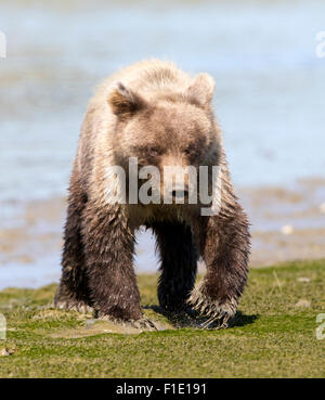 2. Jahr: Brown Bear Cub, der vor der Kamera läuft Stockfoto