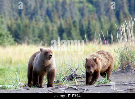Zwei Alaska Brown Bear Cubs Im Zweiten Jahr Stockfoto