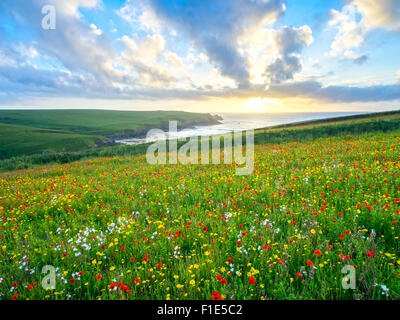 Sonnenuntergang über einem Feld Mohn und wilde Blumen über Porth Witz Strand in der Nähe von Newquay Cornwall England UK Europa Stockfoto