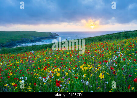 Sonnenuntergang über einem Feld Mohn und wilde Blumen über Porth Witz Strand in der Nähe von Newquay Cornwall England UK Europa Stockfoto