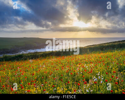 Sonnenuntergang über einem Feld Mohn und wilde Blumen über Porth Witz Strand in der Nähe von Newquay Cornwall England UK Europa Stockfoto