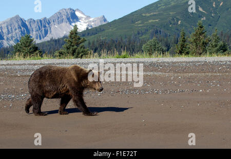 Alaskan Grizzlybär zu Fuß am Strand Stockfoto
